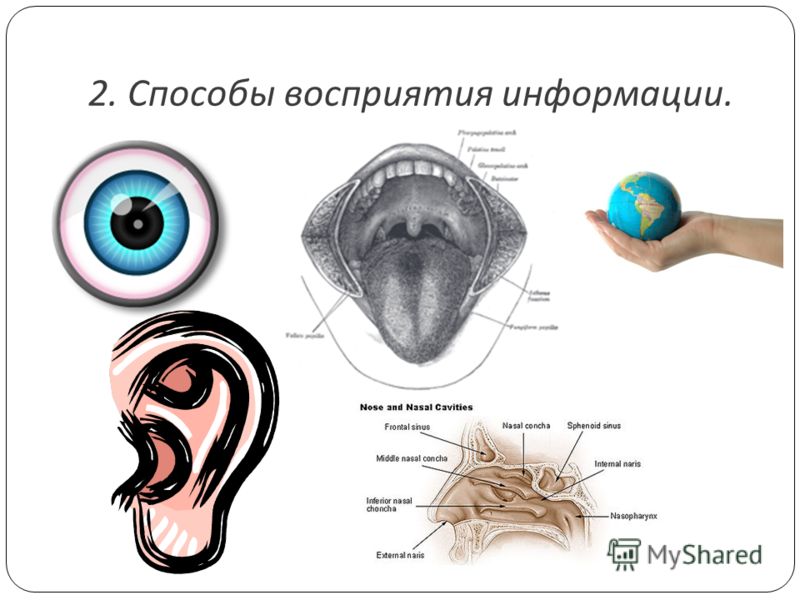 Схема восприятия информации. Способы восприятия информации. Восприятие информации человеком. Способы восприятия информации человеком. Визуальный способ восприятия информации.