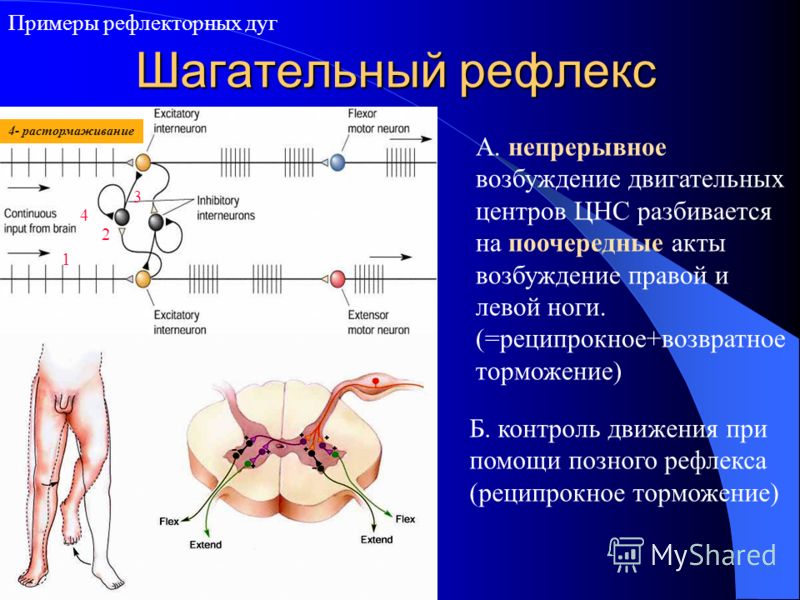 Мышцы рефлекторно. Реципрокное торможение спинальных рефлексов. Рефлекторная дуга возвратного торможения. Рефлекторная дуга двигательного рефлекса. Примеры рефлекторных дуг.