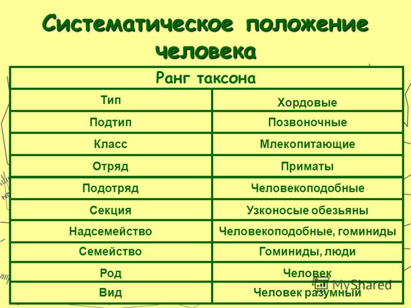 Человек какой класс животных. Систематическое положение человека. Систематика положения человека. Систематическое положение человека таблица. Положение человека в систематике.