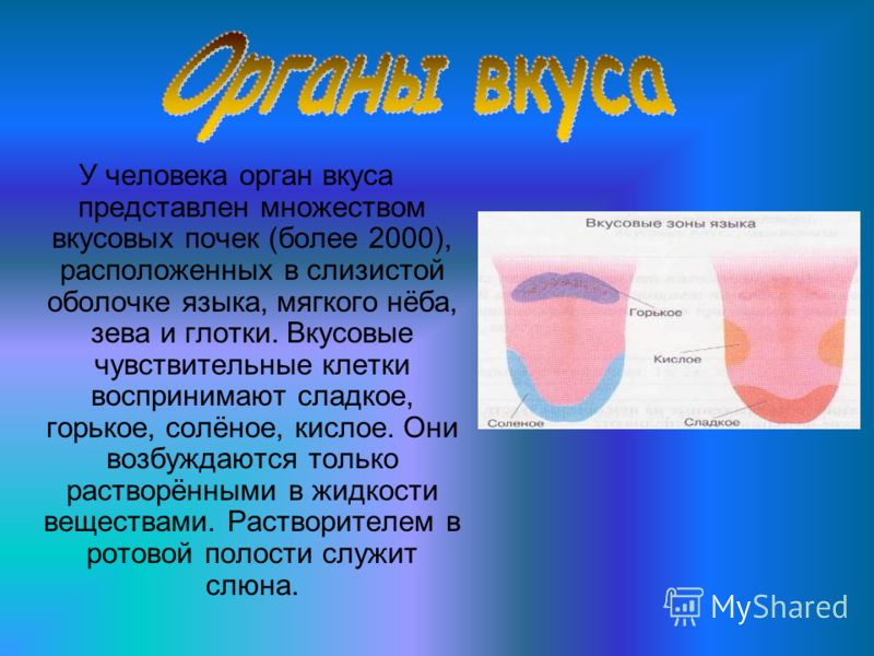 Про язык. Органы чувств доклад. Органы чувств язык вкус. Язык орган вкуса доклад. Орган вкуса кратко.