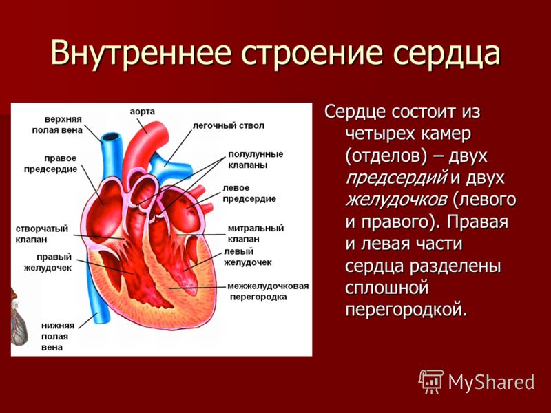 Из каких состоит сердце. Наружное строение сердца анатомия. Сердце строение и функции.