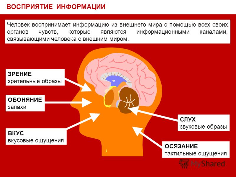 Восприятие органами чувств. Восприятие информации. Восприятие информации человеком. Человек воспринимает информацию. Каналы восприятия информации человеком.