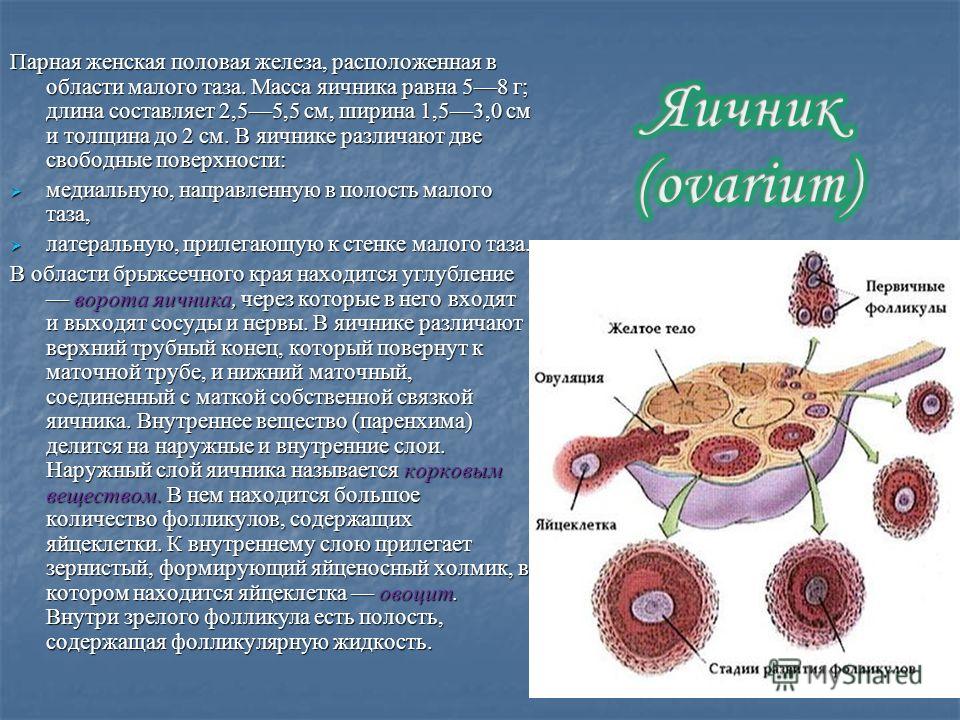 Масса железы. Внутреннее строение яичника анатомия. Женские половые железы строение. Яичники строение и функции.