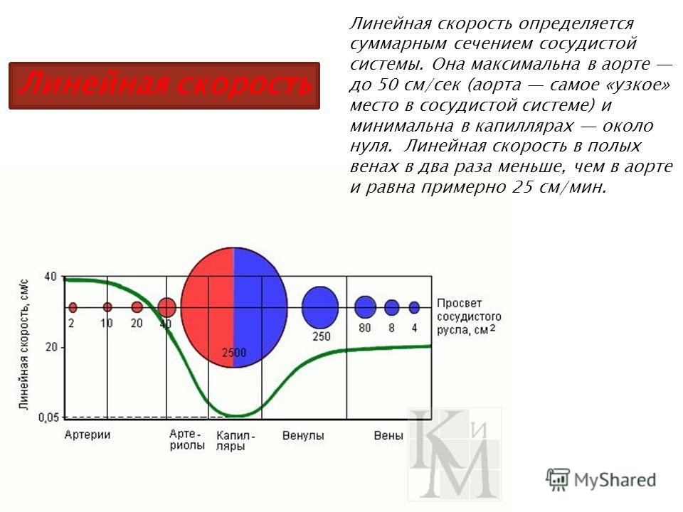 Давление В Члене Становилось