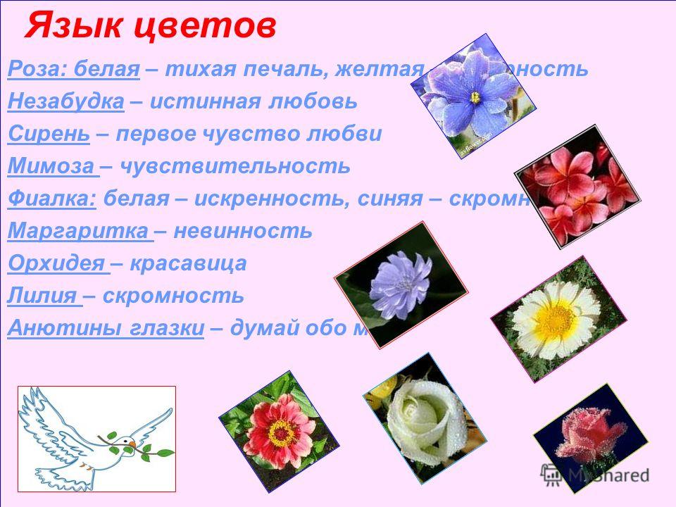 Значения цвета цветов для девушки
