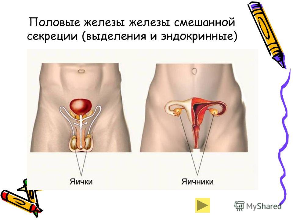 Половые железы схема