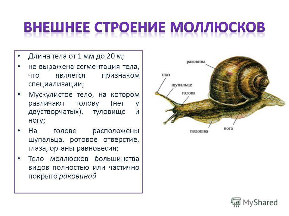 Внешнее строение брюхоногих. Брюхоногие моллюски внешнее строение. Класс брюхоногие моллюски внешнее строение. Внешнее строение брюхоногих моллюсков. Строение тела брюхоногих моллюсков.