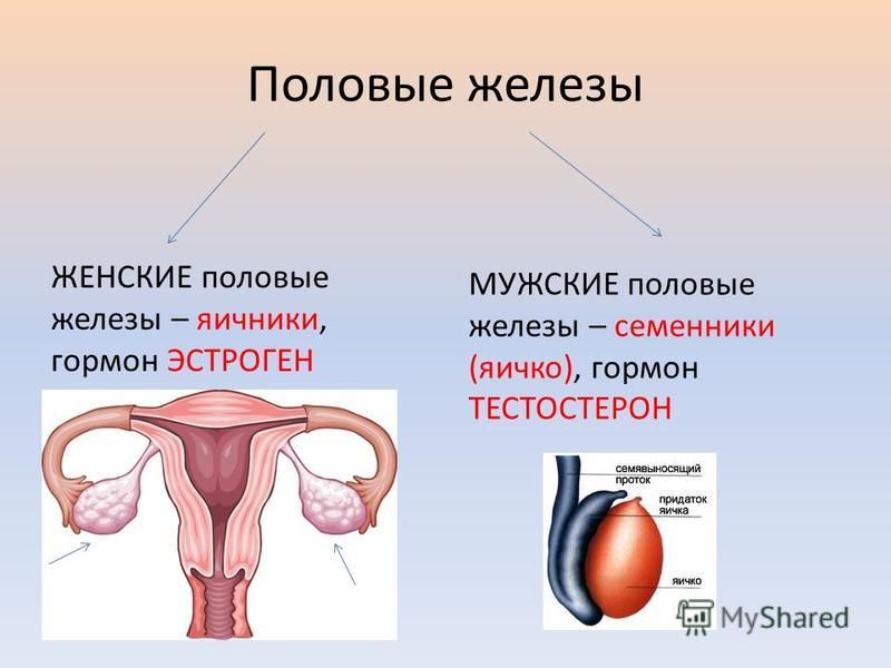 Как называют женскую железу