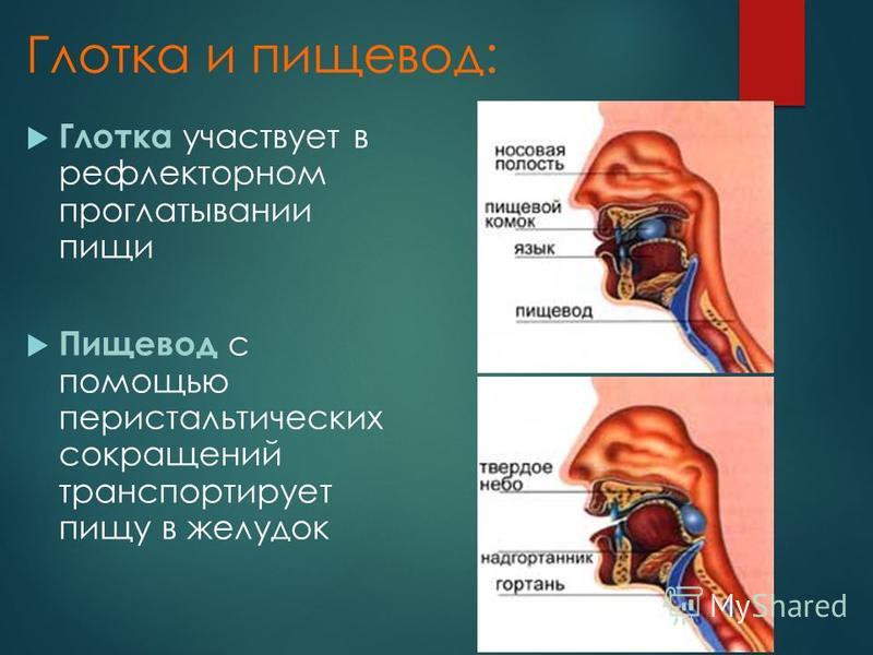 Надгортанник это. Надгортанник анатомия человека. Трубка для питания в пищевод. Продвижение пищевого комка из глотки в пищевод обеспечивается:.