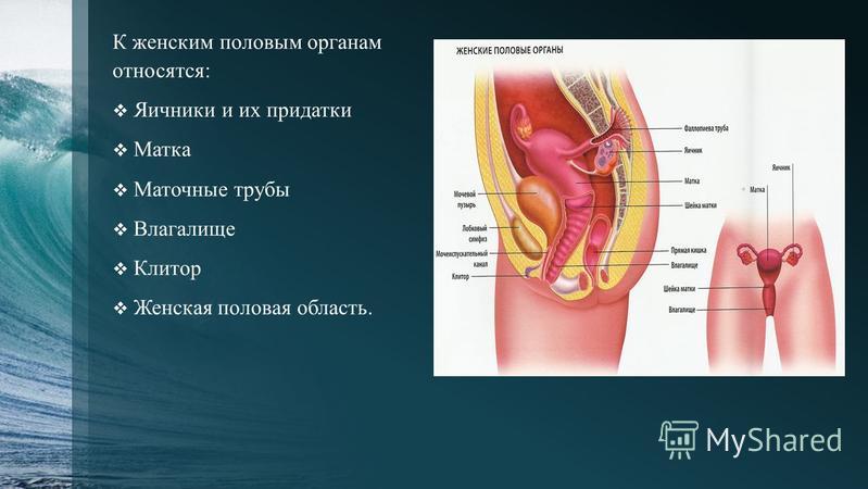 Фото Нижнего Органа Женского