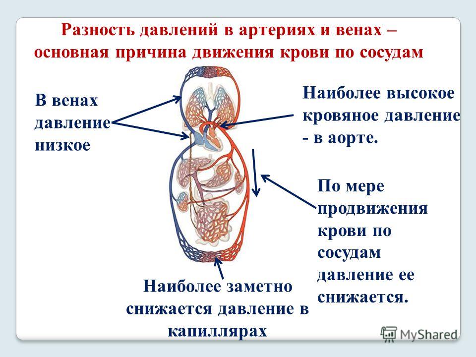 Расширение давления. При повышенном давлении сосуды расширены или сужены. При гипертонии сосуды сужаются или расширяются. Артериальное давление повышается при сужении сосудов. При сужении кровеносных сосудов артериальное давление понижается..