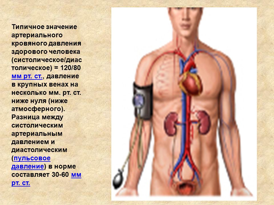 Давление здорового человека