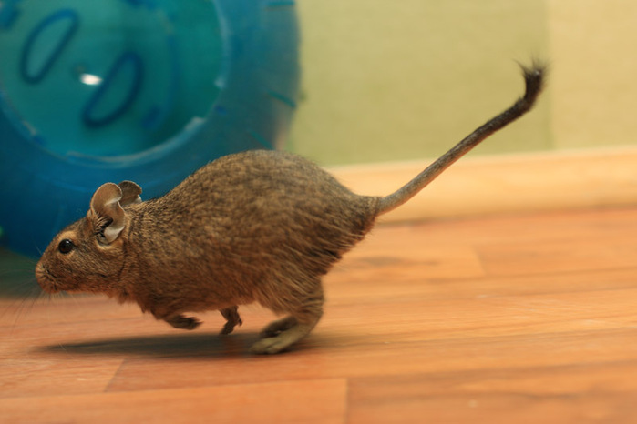 Мышь с пушистым хвостом фото название