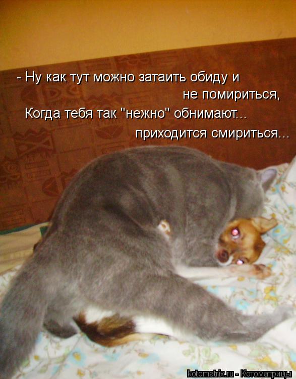 Не хочу давай пока. Смешные картинки чтобы помириться. Примирение животные. Примирение" кот. Шарик и Мурзик.
