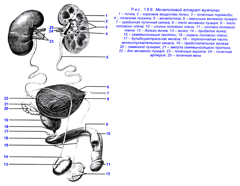 Мужская Мочеполовая система анатомия рисунок. Мочеполовой аппарат мужчины вид спереди и справа.