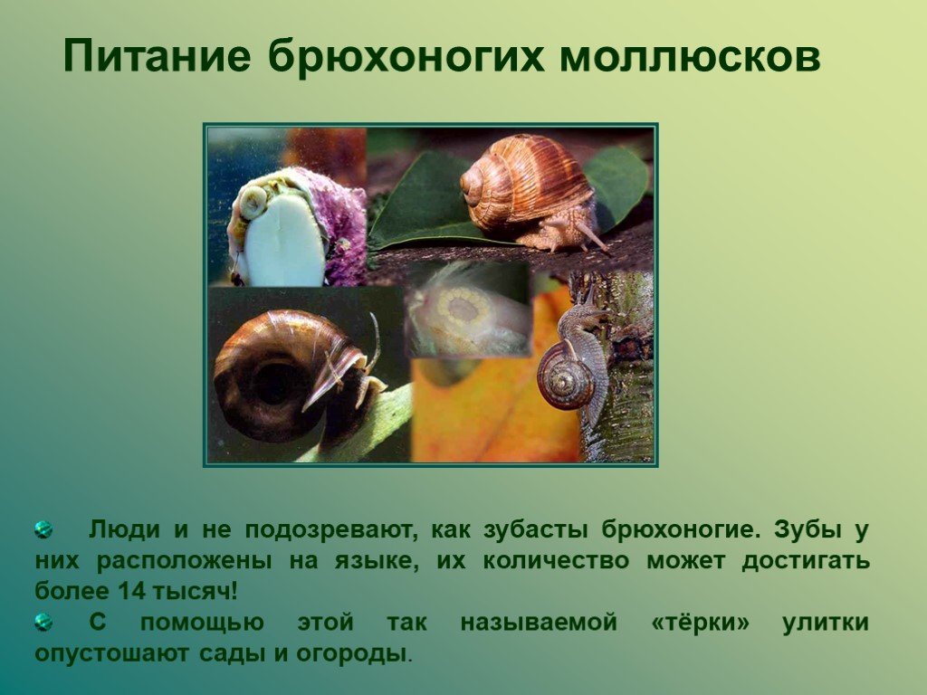 Биология брюхоногих моллюсков. Брюхоногие моллюски питание. Тип питания брюхоногих моллюсков. Питание класса брюхоногие моллюски. Брюхоногие моллюсков это в биологии 7 класс.