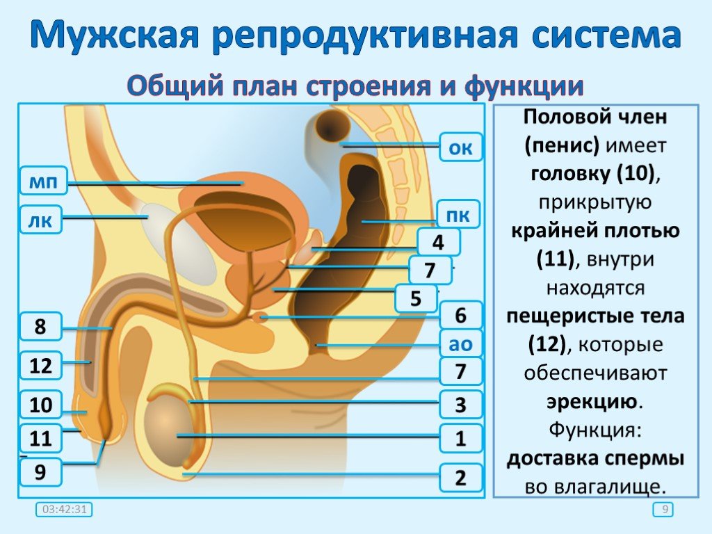 Схема половой системы мужчины