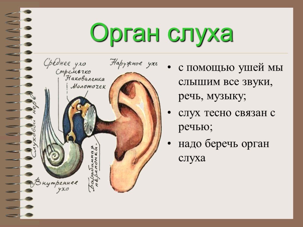 Звук организма слушать. Строение органа слуха человека. Уши орган слуха. Органы чувств человека ухо. Орган слуха для дошкольников.