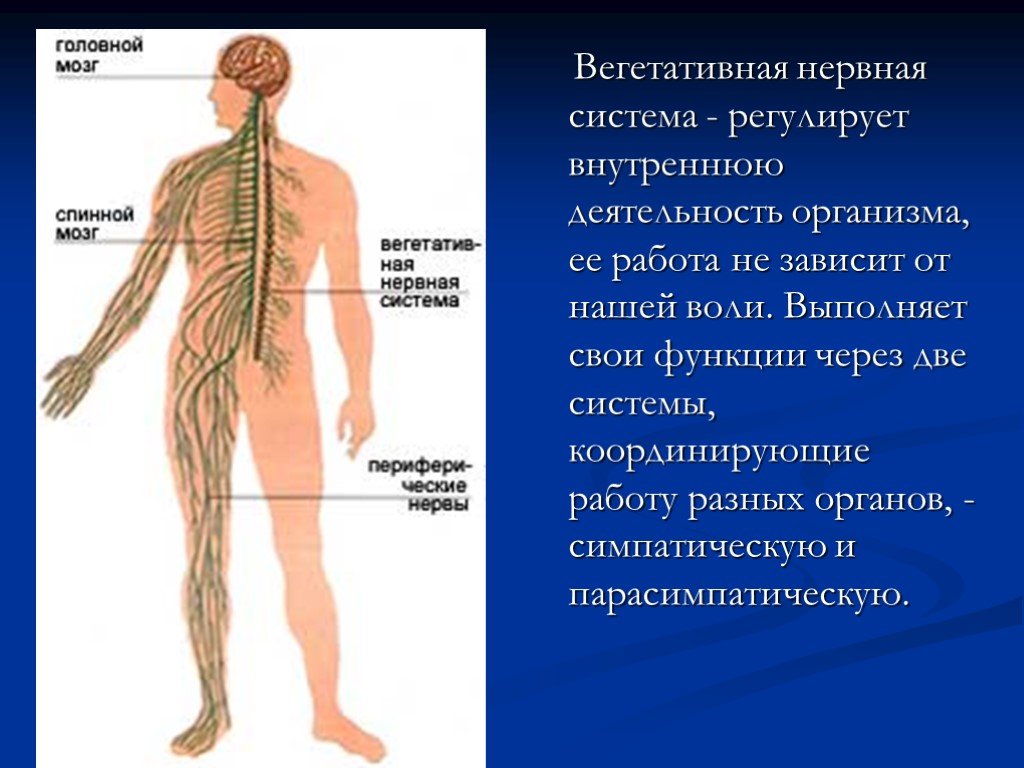 Какие органы входят в нервную систему человека. Вегетативнаянерваня система. Вегетативная нервная система человека. Вегетативная система. Вегетативная нервная система регулирует.