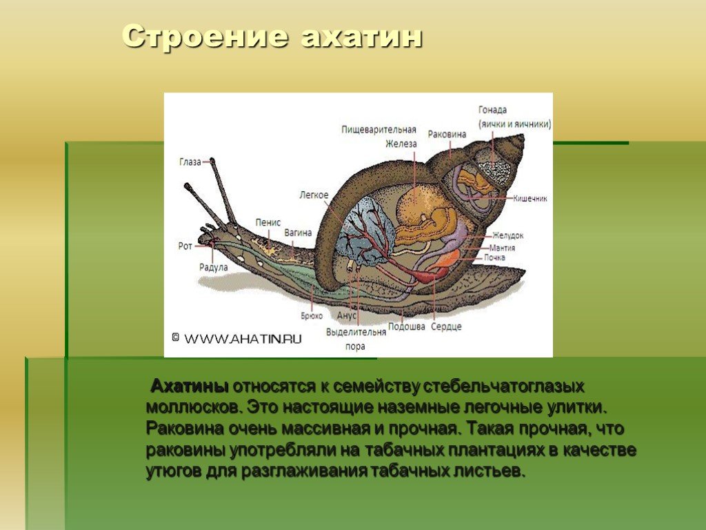 Строение улитки ахатины картинка