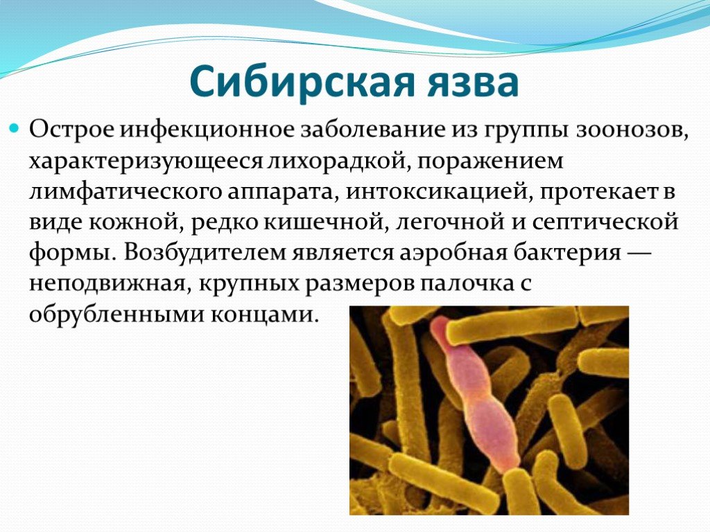 Заболевания которые являются бактериями. Сибирская язва возбудитель бактерия. Сообщение о бактериальных инфекциях 5 класс. Бактерия сибирской язвы 5 класс.