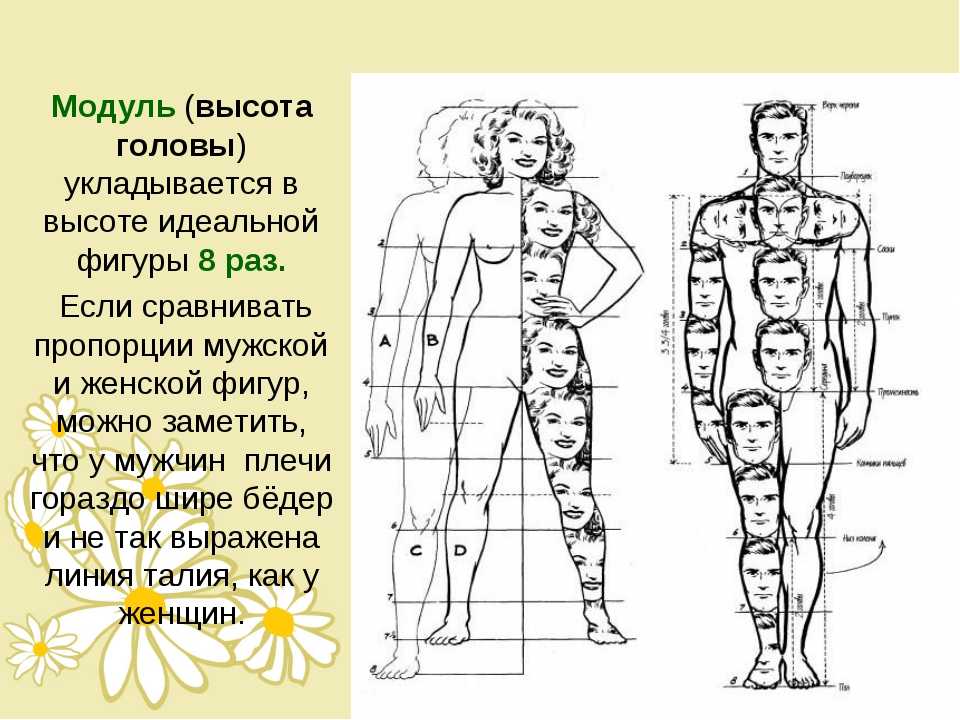 Бедро где находится у человека рисунок