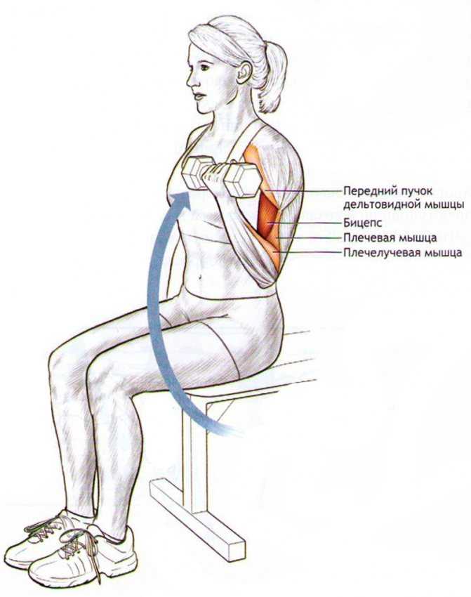 Упражнения на трицепс с гантелями для женщин. Упражнения для трехглавой мышцы плеча для женщин. Упражнения на трицепс. Упражнения на руки.