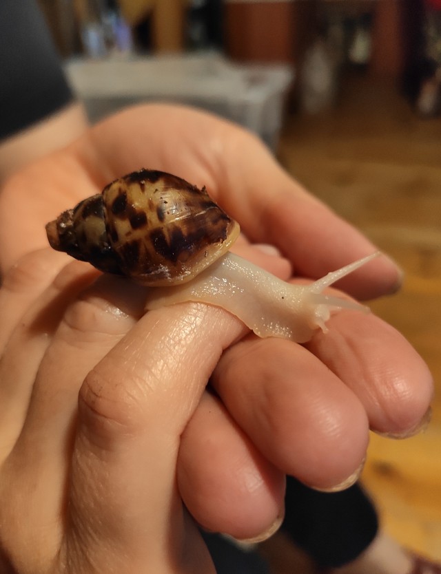 улитка ахатина. стоит ли заводить ахатину. улитка ахатина 30 см. стоит ли заводить ахатину. ахатина фулика альбино боди.