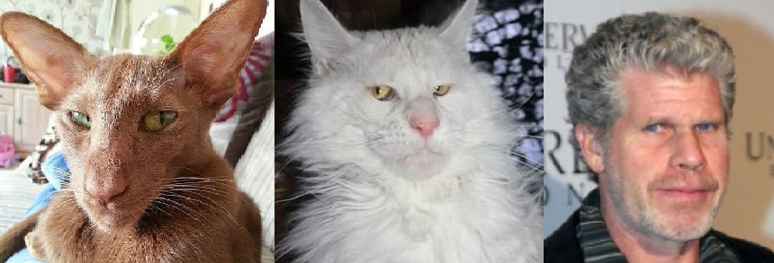 Похож на кота enveel. Рон Перлман кот. Рон Перлман и кот Мейн кун. Мейн кун похож на актера Рон Перлман. Актёр Рон Перлман и кот.