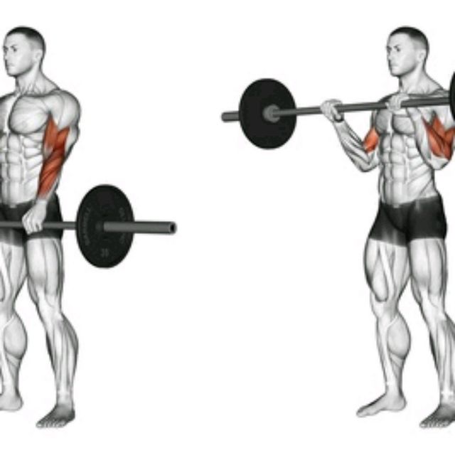 Подъем прямого грифа на бицепс. Подъем штанги обратным хватом на бицепс кривым грифом. Подъем штанги на бицепс широким хватом. Подъем штанги на бицепс изогнутым грифом. Подъем прямой штанги на бицепс.