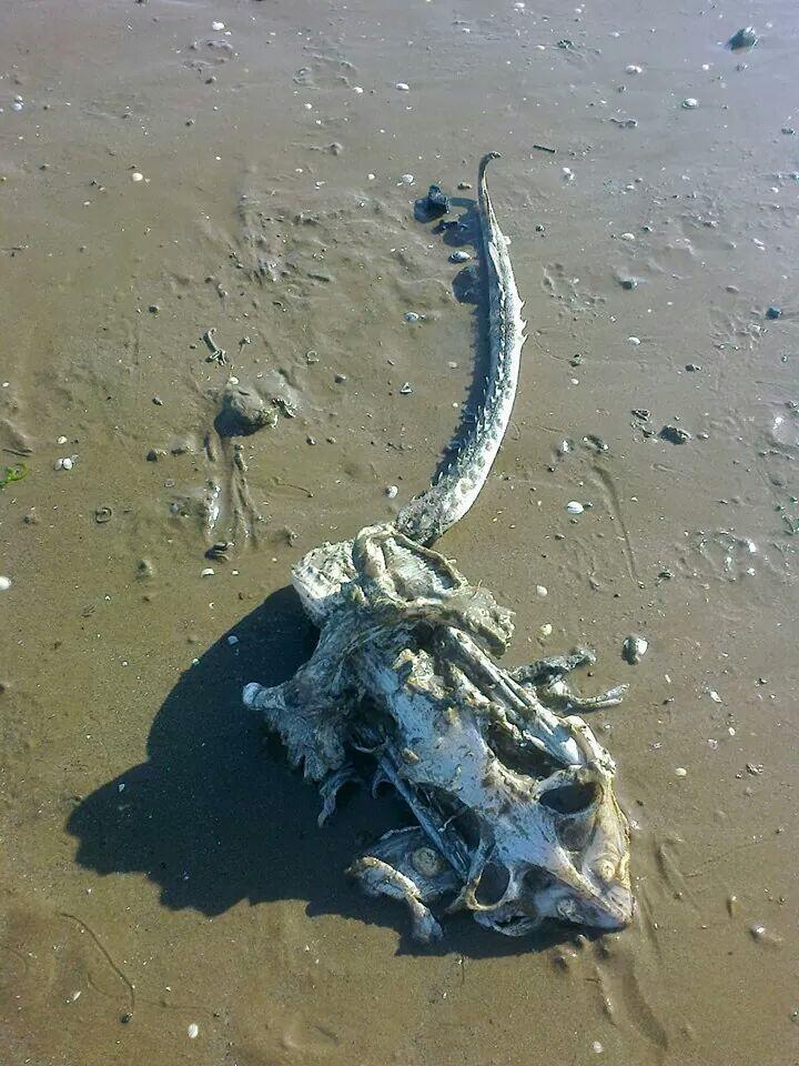 Непонятно что нашел. Странные морские существа. Морские чудовища. Неизвестные морские чудовища.