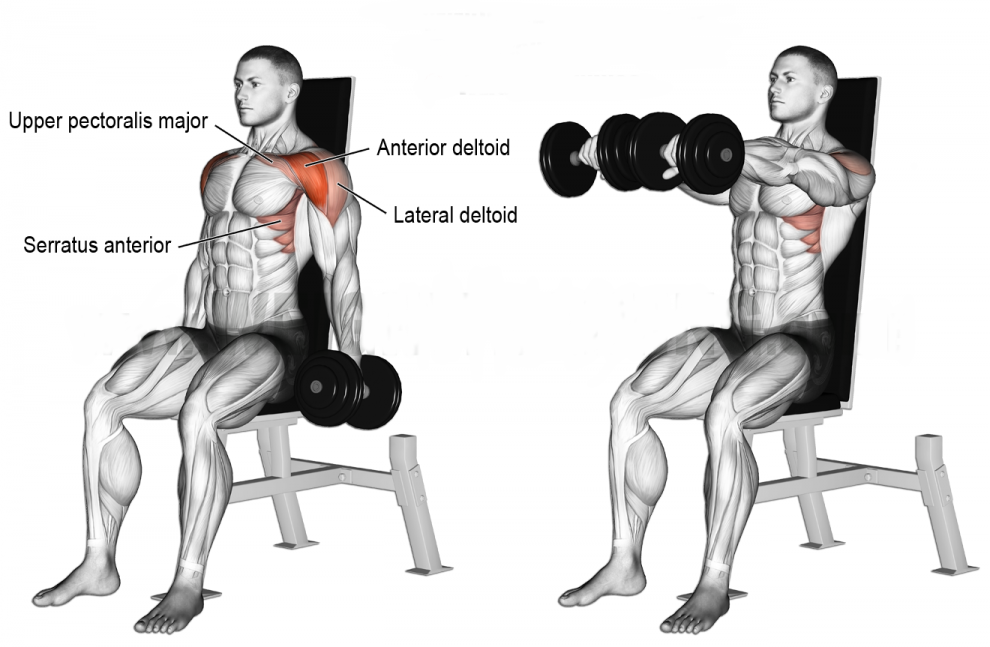 Seated Dumbbell Shoulder Press