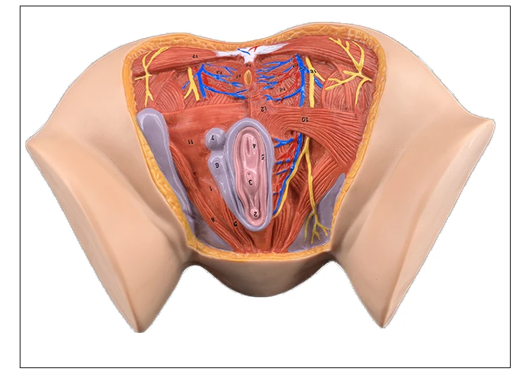 10 женских органов. Женский половой орган. Анатомия женских органов. Анатомия женских репродуктивных органов. Наружные женские половые органы.