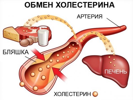 Обмен холестерина