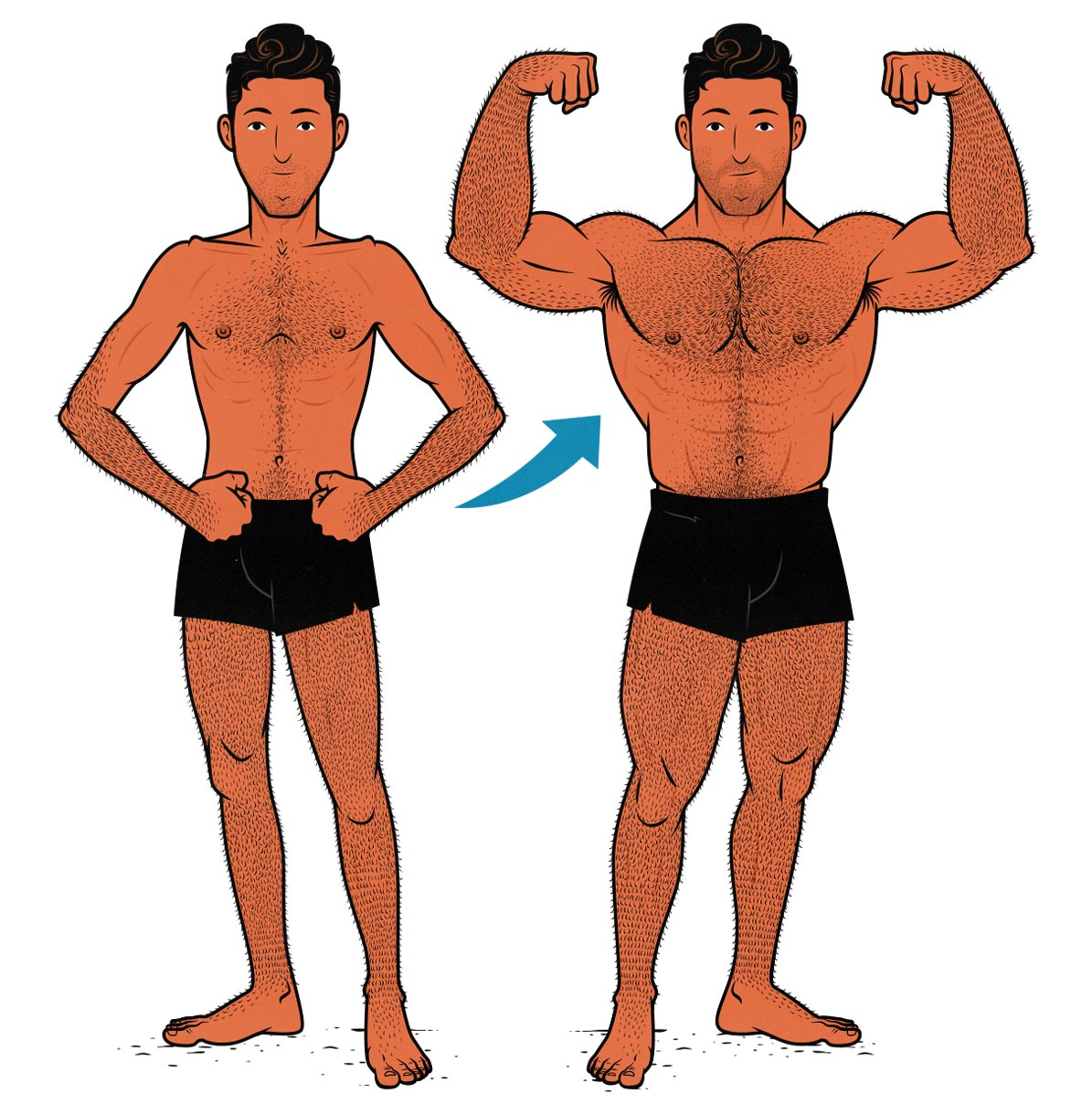 Before and after illustration of a skinny hardgainer ectomorph becoming muscular.