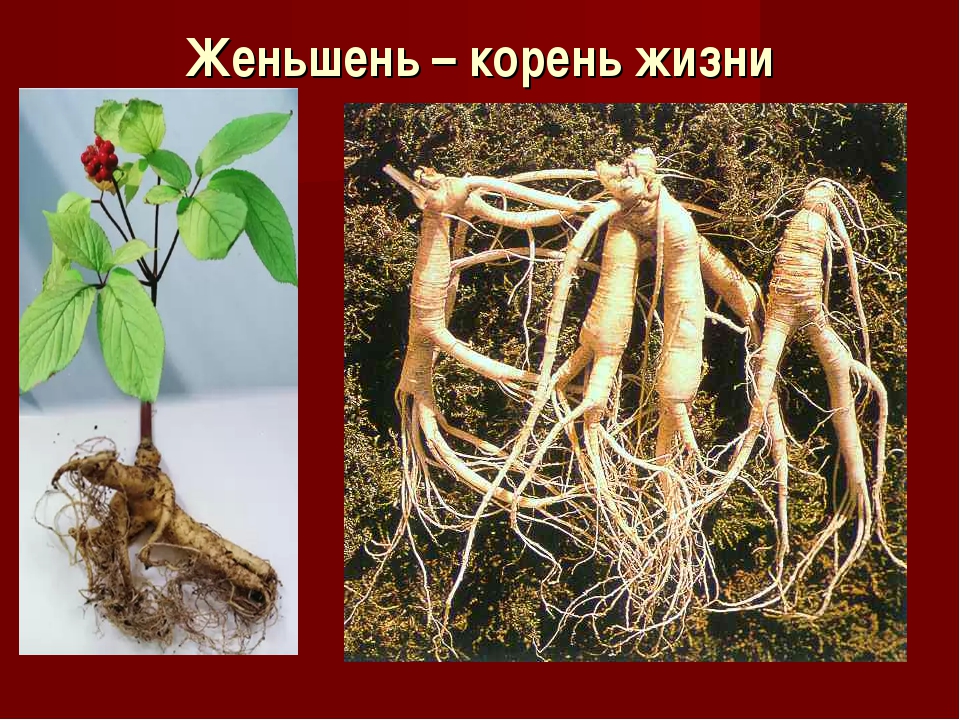 Растительное корневище. Женшен корень женьшеня. Корни женьшеня трава лечебная. Женьшень Panax. Женьшень корень жизни.