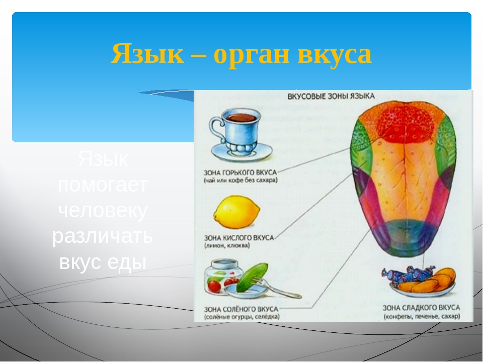 Какими цифрами на рисунке обозначены зоны языка которые воспринимают сладкий и горький вкусы