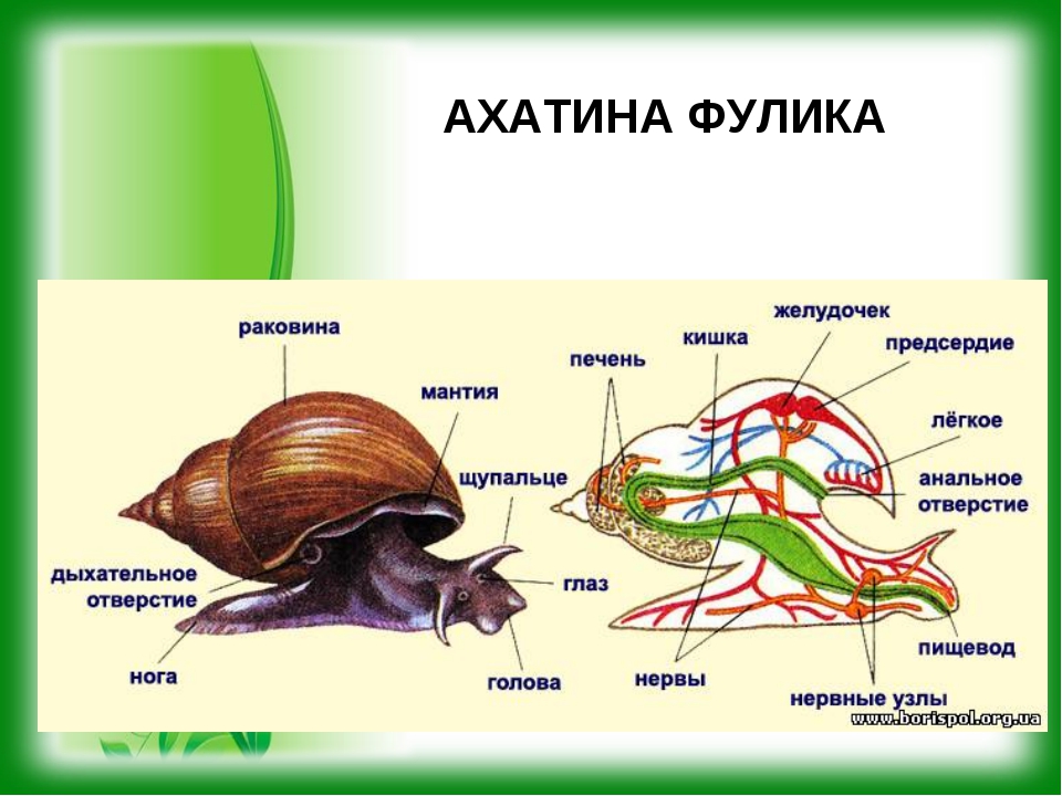 Какой тип развития характерен для виноградной улитки изображенной на рисунке 1