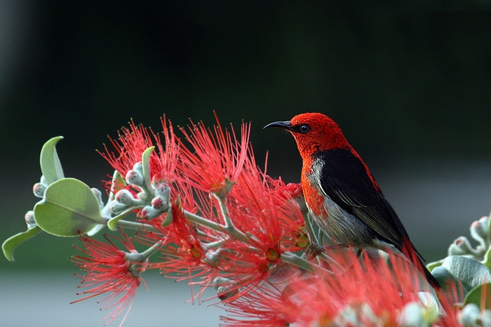 A red bird sitting on a branch 