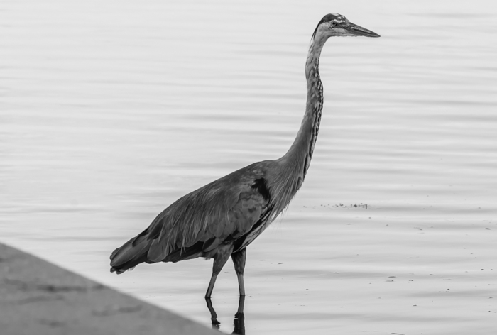 A black and white portrait of a crane standing by a lake