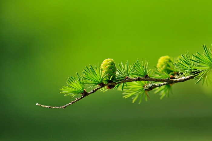 A branch with green pine leaves 
