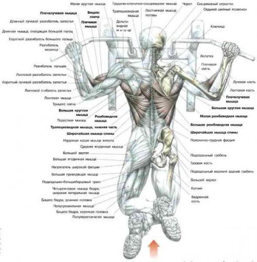 Подтягивания и отжимания. Виды подтягиваний и отжиманй программы тренировок.