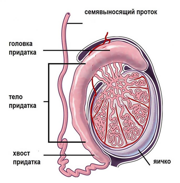 анатомия придатка яичек