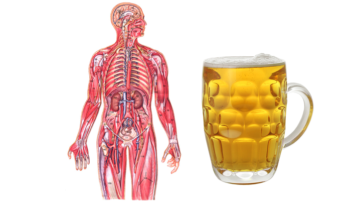 Влияние пива на организм мужчины