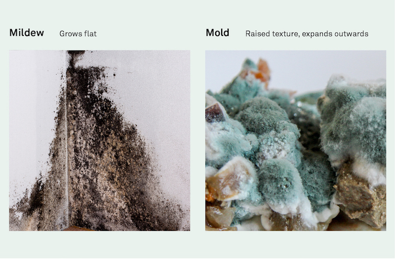 Mildew vs. Mold: Mildew appears as a flat growth pattern, while mold appears as a raised texture.