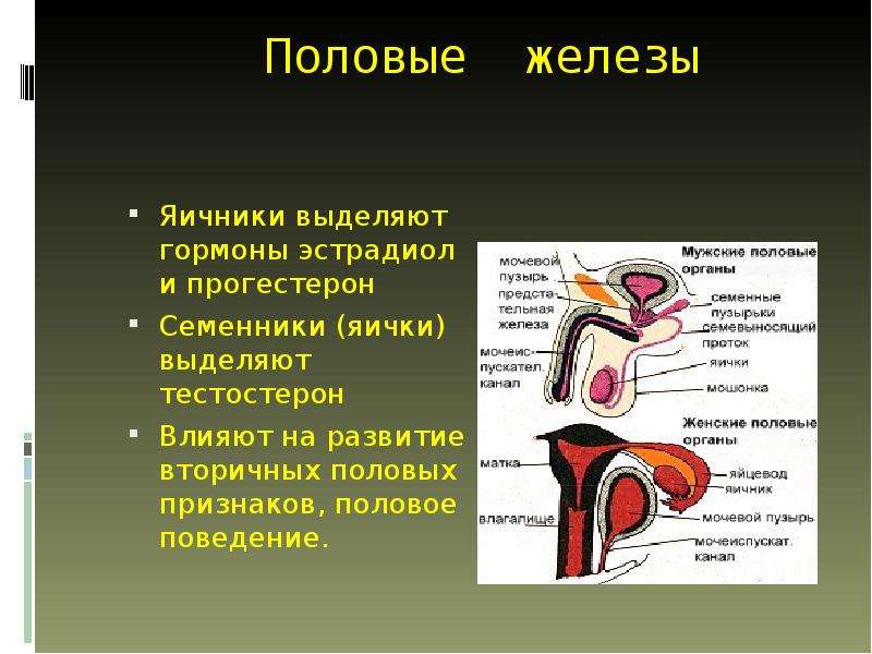 Половые железы схема