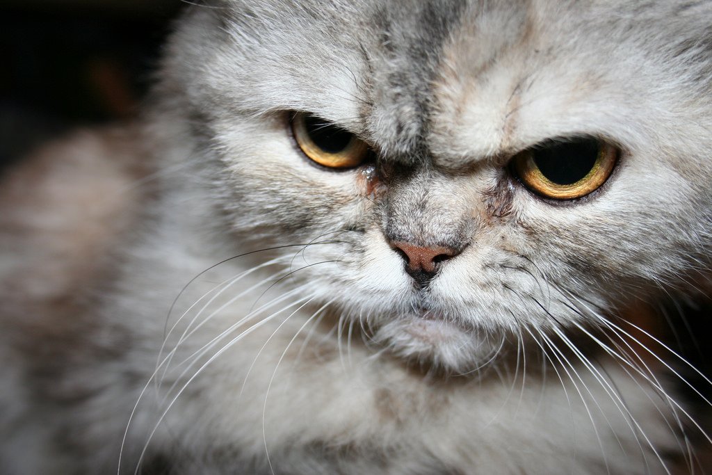 Включи картинки злой. Злой кот. Злобный взгляд. Злой взгляд кошки. Сердитый котенок.