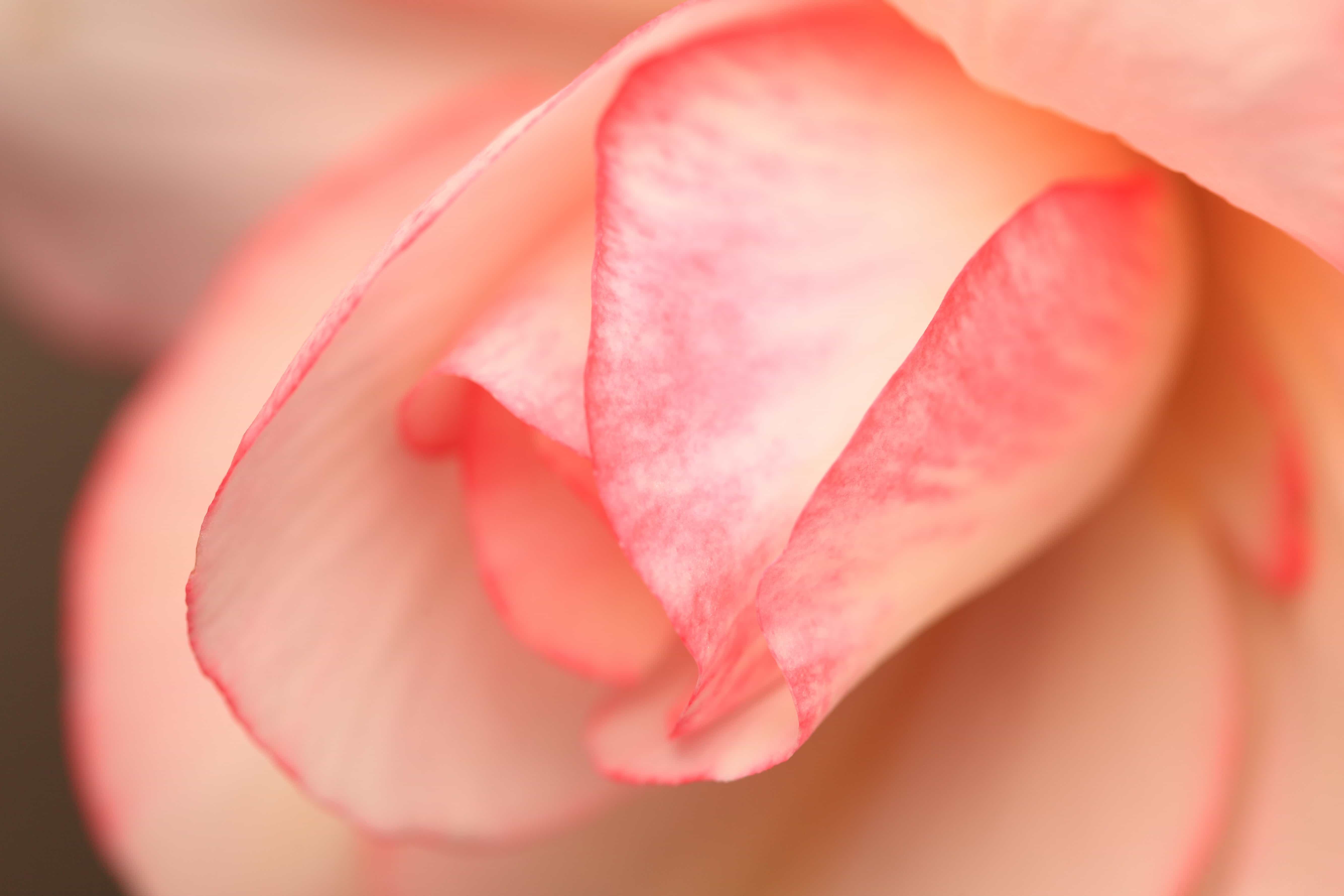 Pussy Lips Close Up