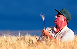 farmer-inspecting-wheat-online-self-assessment-test-richardstep