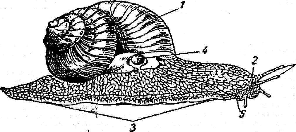 Строение улитки ахатины картинка